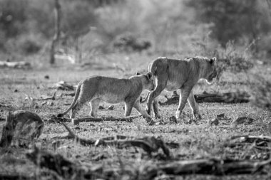 Aslanlar Kruger National Park, Güney Afrika içinde yürüyüş. 