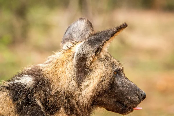 Perfil lateral de um cão selvagem africano no Parque Nacional Kruger , — Fotografia de Stock