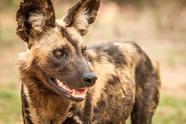 アフリカの野生の犬、クルーガー国立公園の側のプロフィール, — ストック写真