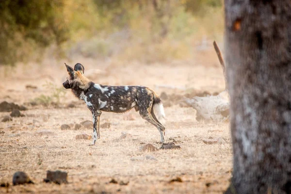 Side profile of an African wild dog in the Kruger National Park,