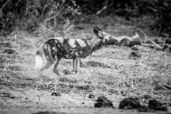 Correr perro salvaje africano en el Parque Nacional Kruger, Sudáfrica —  Fotos de Stock