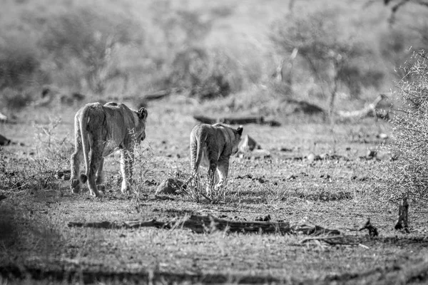 Leoni di legame nel Parco Nazionale di Kruger, Sud Africa . — Foto Stock