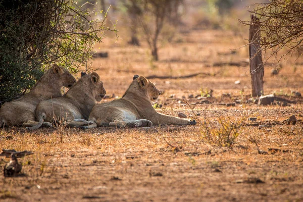 Στηργμένος λιοντάρια σε η Kruger National Park, Νότια Αφρική. — Φωτογραφία Αρχείου