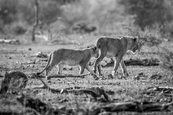 Leoni che camminano nel Parco Nazionale di Kruger, Sud Africa . — Foto Stock