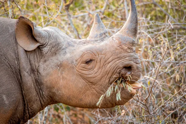 Yeme siyah gergedan Kruger National Park, Güney Afrika için. — Stok fotoğraf