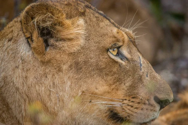 Side profile of a Lioness in the Kruger National Park, South Afr