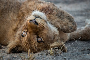 Dinlenme aslan yavrusu Kruger National Park, Güney Afrika için.
