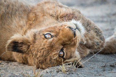 Dinlenme aslan yavrusu Kruger National Park, Güney Afrika için.