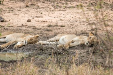 Aslanlar Kruger National Park, Güney Afrika içinde dinlenme.