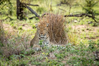 Leopar Kruger National Park, Güney Afrika için yıldızı.