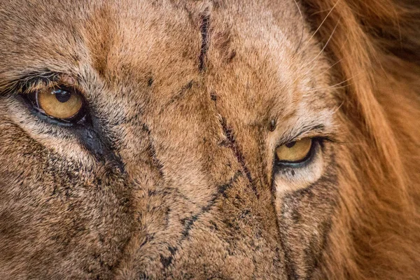 Lejonets ansikte i Kruger National Park, Sydafrika. — Stockfoto