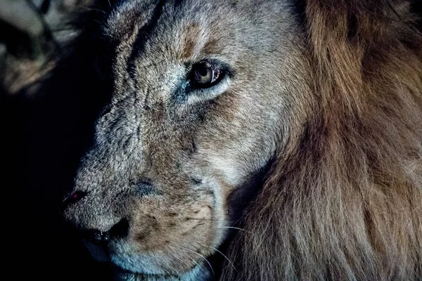 Lwia twarz w ciemności w parku narodowym Krugera, A Południowa — Zdjęcie stockowe