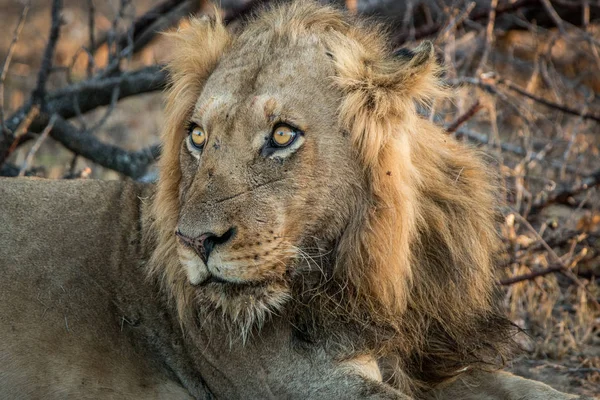 主演狮子在克鲁格国家公园，南非. — 图库照片