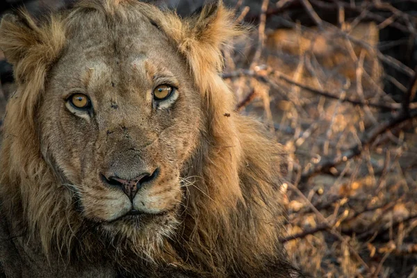 Leone protagonista nel Parco Nazionale di Kruger, Sud Africa . — Foto Stock