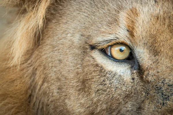 Lion 's eye in the Kruger National Park, South Africa . — стоковое фото