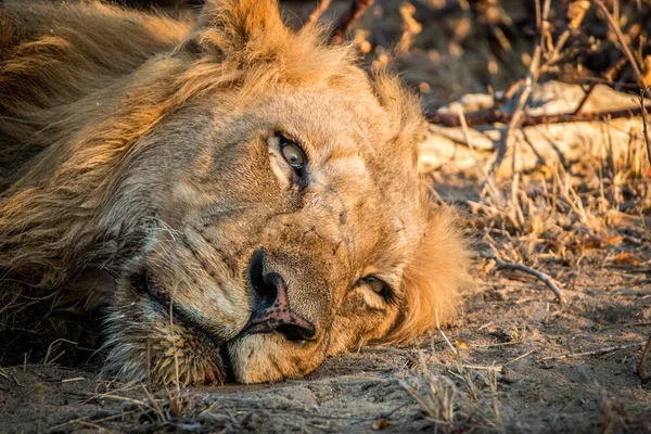 Leão em repouso no Parque Nacional Kruger, África do Sul . — Fotografia de Stock