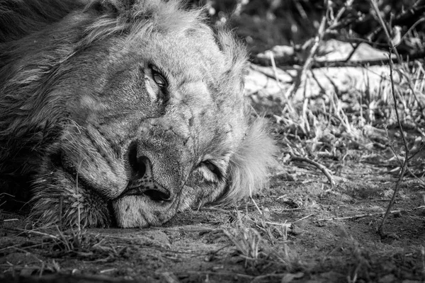 休息狮子在克鲁格国家公园南非. — 图库照片