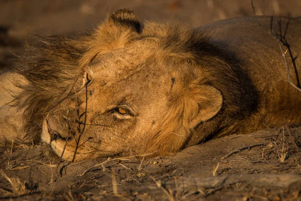 Ruhender Löwe im Kruger Nationalpark, Südafrika. — Stockfoto
