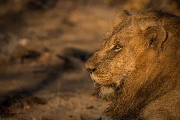 Profil latéral d'un lion dans le parc national Kruger, Afrique du Sud — Photo