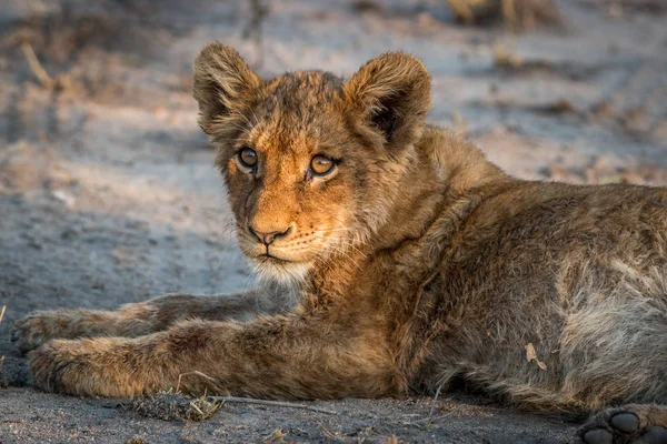 Com o filhote de leão no Parque Nacional Kruger, África do Sul . — Fotografia de Stock