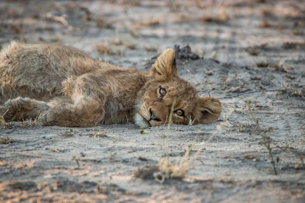 Στηργμένος λιονταράκι σε η Kruger National Park, Νότια Αφρική. — Φωτογραφία Αρχείου