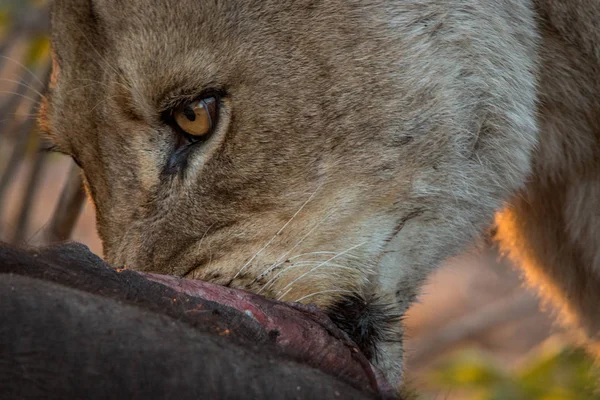Jedzenie lwica w Kruger National Park, Afryka Południowa. — Zdjęcie stockowe