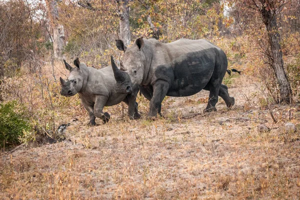 Rinoceronte branco no Parque Nacional Kruger, África do Sul . — Fotografia de Stock