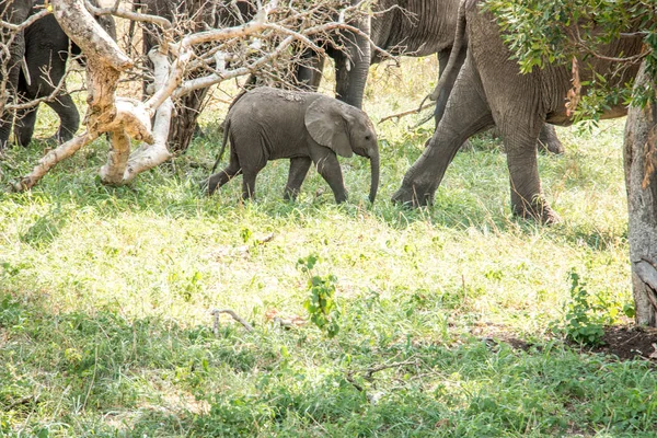 Baby Elephant walking in the Kruger National Park, Sud Africa . — Foto Stock