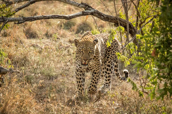 Leopardo andante en el Parque Nacional Kruger, Sudáfrica . — Foto de Stock