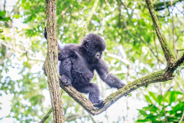 Bebé gorila de montaña jugando en un árbol . — Foto de Stock