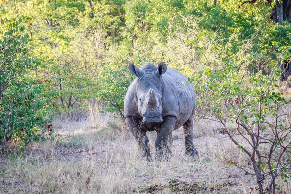 Beyaz rhino kameraya yıldızı. — Stok fotoğraf