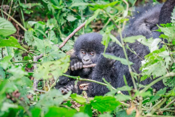 Berggorilla-Baby kaut auf einem Stock. — Stockfoto