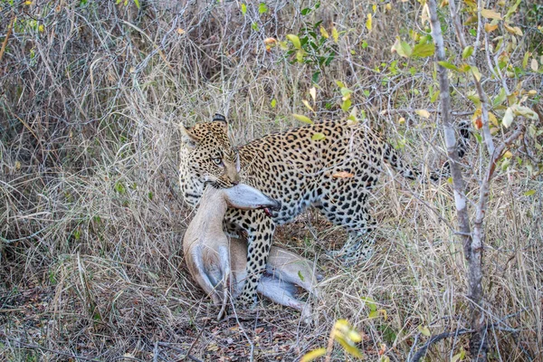 Leopard met een Duiker doden. — Stockfoto