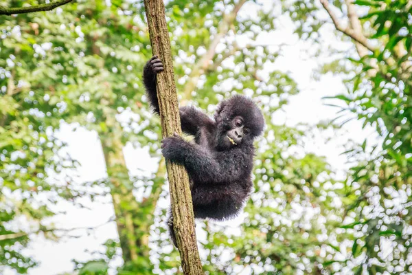 Baby Mountain gorilla playing in a tree. — Stock Photo, Image