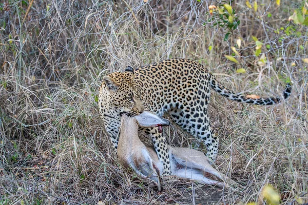 Leopardo com uma morte de Duiker . — Fotografia de Stock