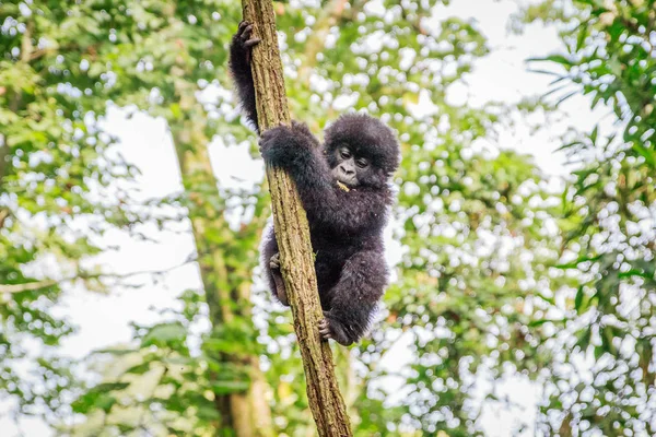 Baby Mountain gorilla playing in a tree. — Stock Photo, Image