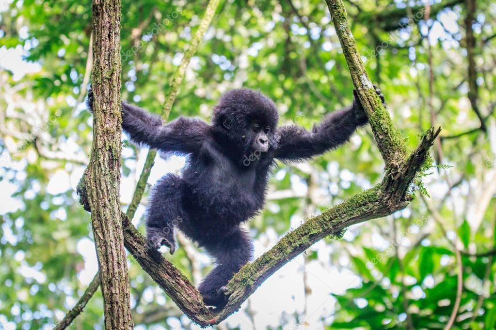 Baby Mountain gorilla playing in a tree.