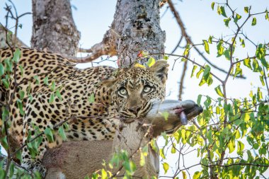 Leopar ile bir Duiker öldürmek.