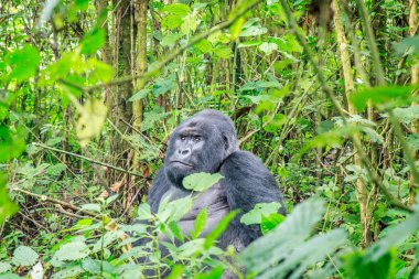 Gümüş sırtlı Dağ goril oturan bırakır.