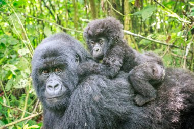Baby Mountain gorilla on the back of his mother. clipart