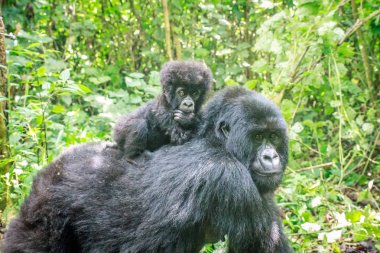 Baby Mountain gorilla on the back of his mother. clipart