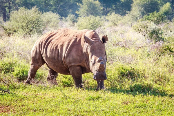 Gehörntes Breitmaulnashorn. — Stockfoto