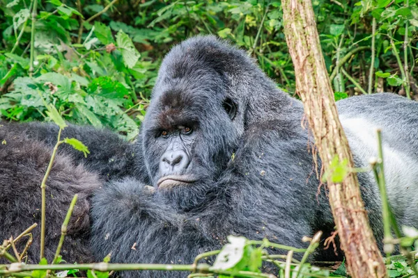 Descanso Silverback Gorila de montaña . — Foto de Stock