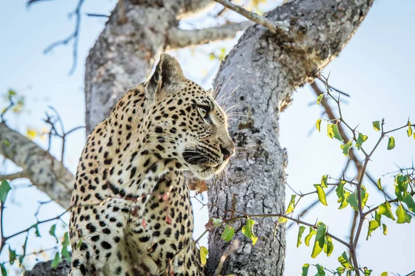 Side profile of a Leopard. — Stock Photo, Image