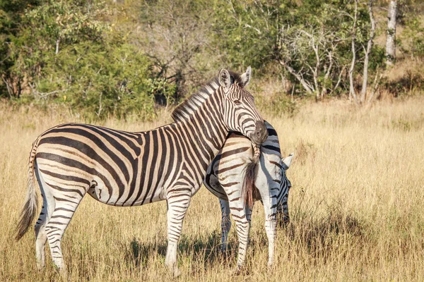 Zebra, hrají na kameru. — Stock fotografie