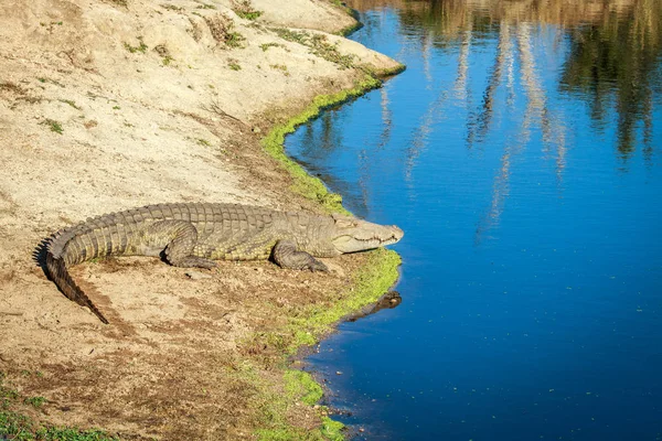 Nile crocodile laying next to the water. — Stock Photo, Image