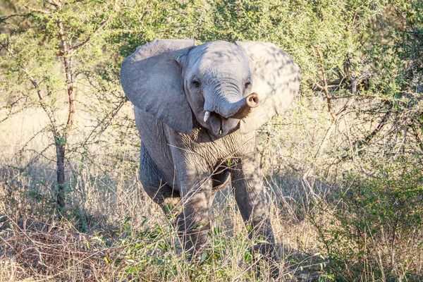 Elefante bambino giocoso . — Foto Stock