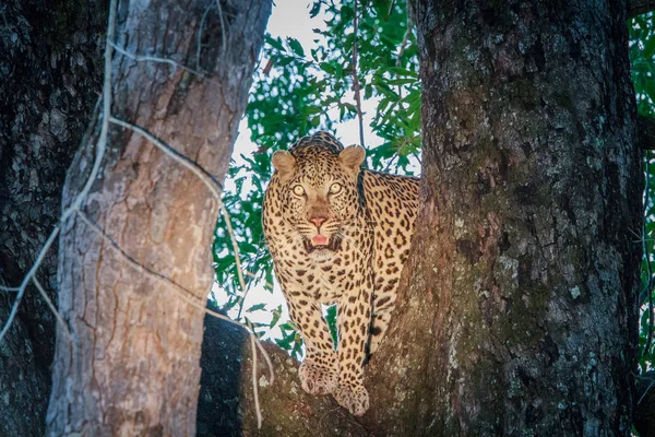 Λεοπάρδαλη σε ένα δέντρο στο προσκήνιο. — Φωτογραφία Αρχείου
