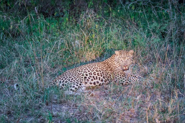 Leopard om i gräset i rampljuset. — Stockfoto