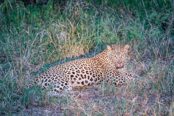 Leopard liegt im Gras im Scheinwerferlicht. — Stockfoto